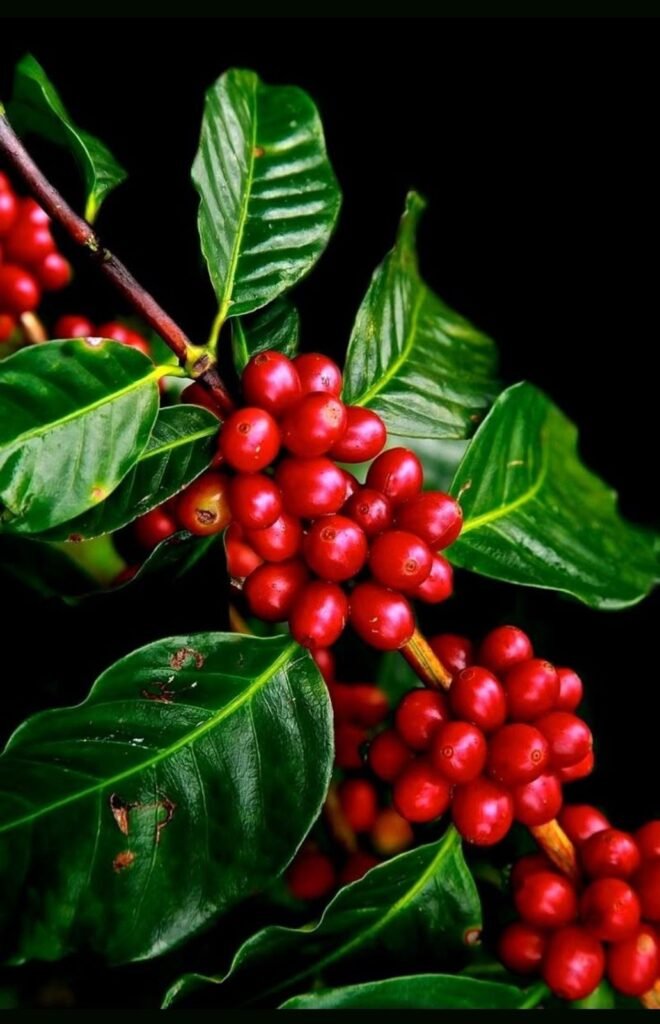planta de cafe